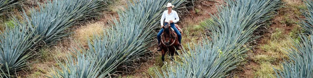 Tequila Made From 100% Blue Agave
